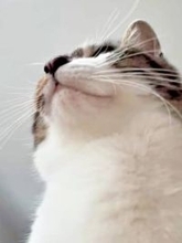 【絶景】猫に踏まれているときの視界って、こうなっていたんだ！ お腹の上でお尻トントンに「最高の眺め」「幸せのおすそわけ」5.8万人夢中