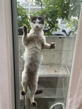 虐待で緊急保護した野良猫は、重度の貧血に栄養失調　「奇跡信じて」手術から1年→穏やかな笑顔に「長生きしよう♡」
