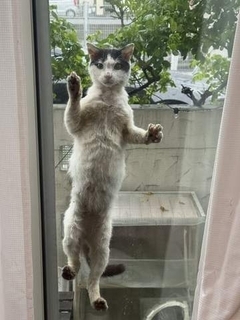 虐待で緊急保護した野良猫は、重度の貧血に栄養失調　「奇跡信じて」手術から1年→穏やかな笑顔に「長生きしよう♡」