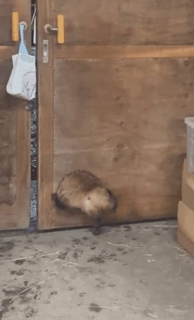 タヌキの「鈍臭さが愛おしい」穴から抜け出せずにジタバタ「なんで通れると思ったのさ」