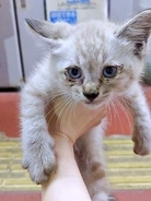 愛犬を亡くした3年後、夜の駐車場で出会った子猫　ボロボロの姿から美しき貴公子になった…ダブルの意味で驚きのビフォーアフター