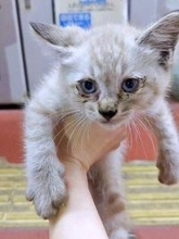 愛犬を亡くした3年後、夜の駐車場で出会った子猫　ボロボロの姿から美しき貴公子になった…ダブルの意味で驚きのビフォーアフター