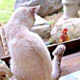 「窓ごしに「あなた…だれ？」猫とニワトリが見つめ合う初対面の瞬間　「君の名は」「未知との遭遇」と反響、2.3万いいね」の画像1