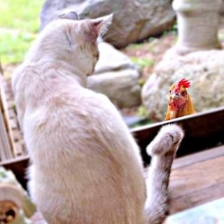 窓ごしに「あなた…だれ？」猫とニワトリが見つめ合う初対面の瞬間　「君の名は」「未知との遭遇」と反響、2.3万いいね