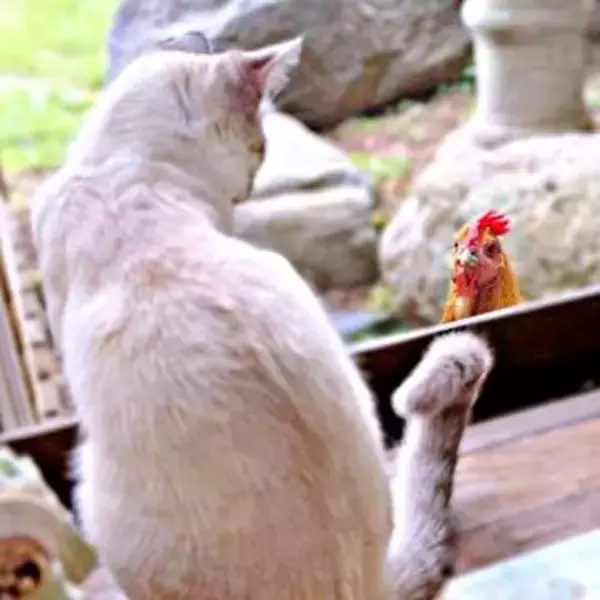 窓ごしに「あなた…だれ？」猫とニワトリが見つめ合う初対面の瞬間　「君の名は」「未知との遭遇」と反響、2.3万いいね