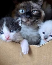 保護した猫が妊娠していたら…出産を見守る？手術を選ぶ？　獣医師が直面した2つの家族の決断