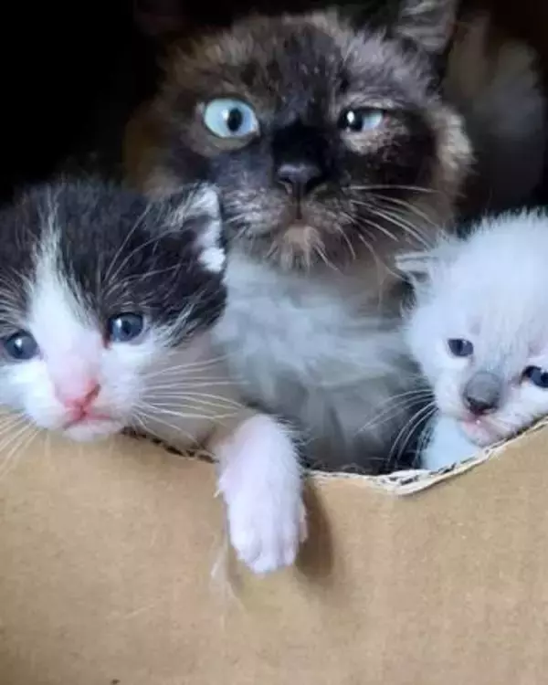 保護した猫が妊娠していたら…出産を見守る？手術を選ぶ？　獣医師が直面した2つの家族の決断