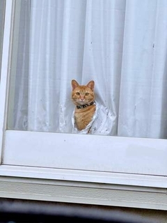 猫がカーテン貫通、穴からドヤ顔お出迎え　「顔出しパネルやんw」「なんてかわいいの」「お気持ちお察し致します（笑）」