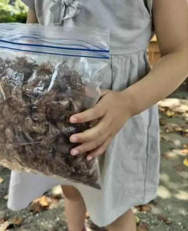 「なんぼあってもいいですからね」セミの抜け殻が大好きな9歳娘　公園で1時間、パンパンになった袋「うわぁぁぁ」「親御さんたち尊敬」