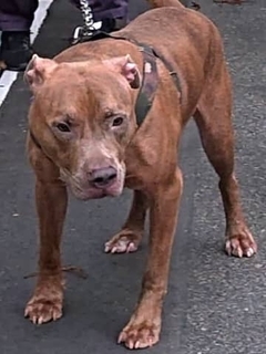 飼育放棄で保護した犬「ピットブル」5年半後…顔が大きく変化！まさかの変貌に驚きの声「ずっときつかったんだね…」