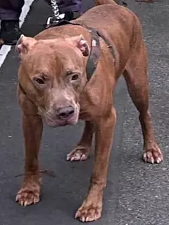 飼育放棄で保護した犬「ピットブル」5年半後…顔が大きく変化！まさかの変貌に驚きの声「ずっときつかったんだね…」