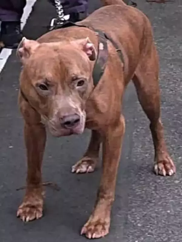 飼育放棄で保護した犬「ピットブル」5年半後…顔が大きく変化！まさかの変貌に驚きの声「ずっときつかったんだね…」