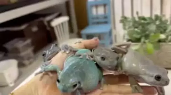 可愛すぎ！ 手を出すとワラワラ乗ってくる人に慣れすぎたカエルたちが話題　飼い主「慣れると表情も変わってきます」