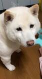 「エサが出てくるおもちゃを買ったら… →まさかの方法で“おねだり”する柴犬が224万表示「可愛すぎるwww」「ある意味正解」」の画像1