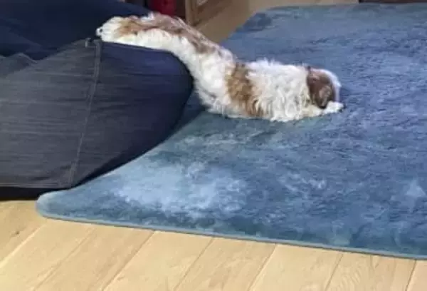 重力に負けた犬の寝相が「間違いなく液体」「とろけるチーズ？」　実は“俺様”な素顔とのギャップに爆笑