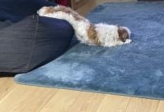 重力に負けた犬の寝相が「間違いなく液体」「とろけるチーズ？」　実は“俺様”な素顔とのギャップに爆笑