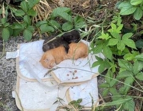 「またか」捨てられた2匹の子猫　草むらに置き去り、乳飲み子は食べられないカリカリと幼猫用ミルク残して「不妊手術もせず無責任」