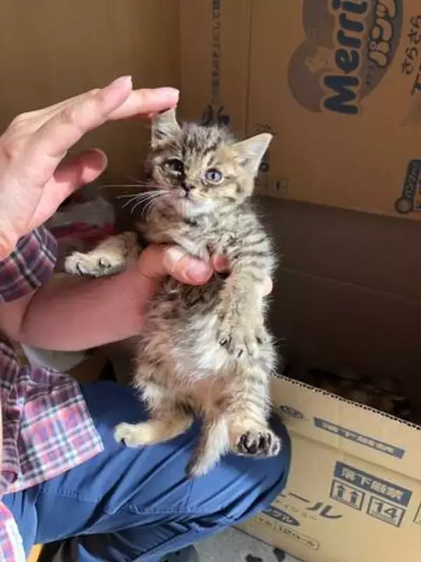 保護した当時「ここはどこ？」とまどっていた子猫が、7年後→闘志あふれる「焼鮭ハンター」に　ビフォーアフターに爆笑