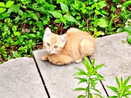 庭にひょっこり現れた茶トラの子猫と心が通じた瞬間…　3カ月かけて保護した子が「奇跡を運んでくれる存在」になるまで