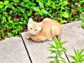 庭にひょっこり現れた茶トラの子猫と心が通じた瞬間…　3カ月かけて保護した子が「奇跡を運んでくれる存在」になるまで