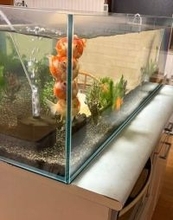 「もっとあっちで泳ぎなさいよ」水槽のはしっこに整列する金魚たち「お団子みたい」