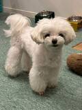 「犬にもワキガってあるの？ 愛犬の脇から突然の異臭　原因は？対処法は？トリマーに聞いた」の画像1