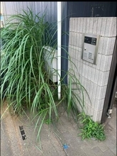 「草がすごいので8800円」管理会社から除草費を請求される→大家が契約書を確認、指摘すると…