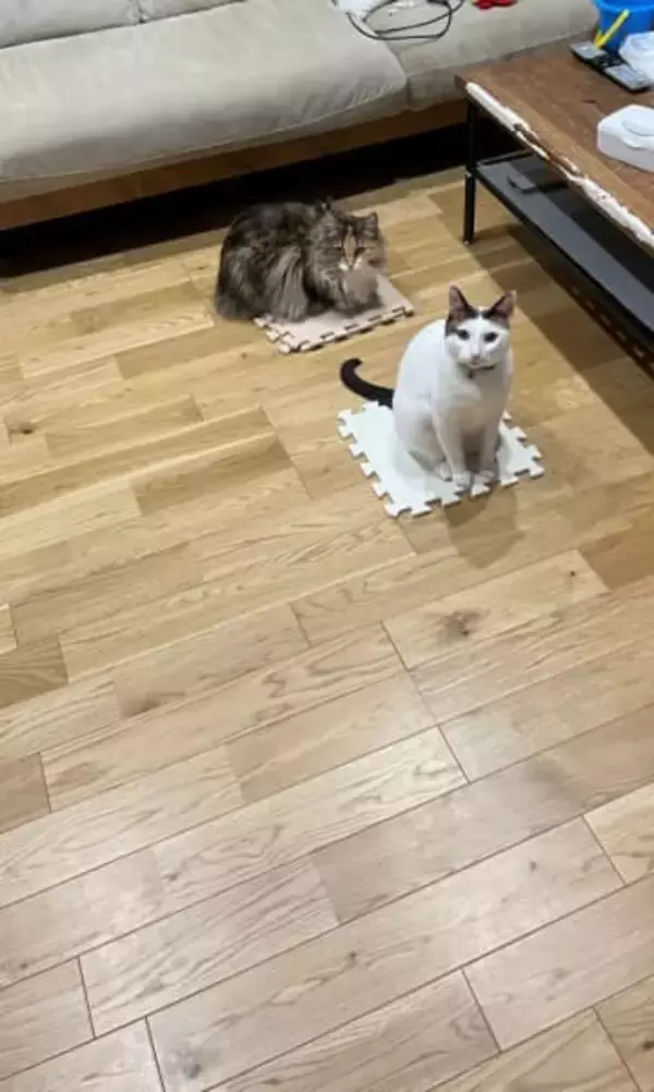 「ここだけは譲れない」マット撤去に対して、猫たちが “座り込み” 　「絶対どかない意志を感じる」「猫のストライキ」