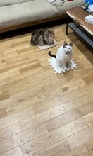 「ここだけは譲れない」マット撤去に対して、猫たちが “座り込み” 　「絶対どかない意志を感じる」「猫のストライキ」