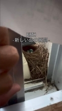 「涙が出そうになった」室外機の下に鳥の巣　青い卵が割れて→小さな命が誕生「ちっちゃい手足が愛おしい」
