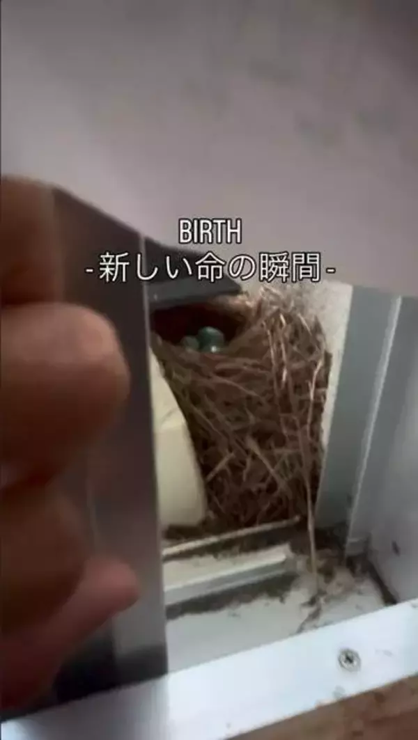 「涙が出そうになった」室外機の下に鳥の巣　青い卵が割れて→小さな命が誕生「ちっちゃい手足が愛おしい」