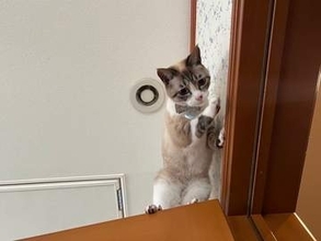ドアの上にピョンと飛び乗った猫……その後、まさかの表情に「後先考えないところが猫らしい」「困り顔がかわいすぎる」