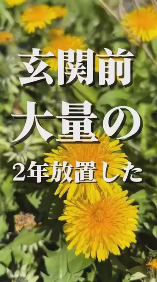 2年間放置した玄関前のたんぽぽ　熱湯をかけるだけで退治できる？→枯れたけど「汚っ」…それでも1週間後に思わぬ変化