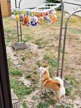 柴犬「オモチャを洗われた…」干されたぬいぐるみを見上げる姿に反響　「切なさが伝わります」「不満そうなのがかわいすぎ」