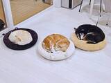 「3匹の柴犬が選んだクッションは……「コーディネートしてる？」「映えを狙っているイッヌ」「笑ってしまいました」」の画像1