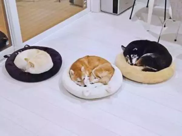 3匹の柴犬が選んだクッションは……「コーディネートしてる？」「映えを狙っているイッヌ」「笑ってしまいました」