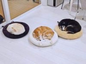 3匹の柴犬が選んだクッションは……「コーディネートしてる？」「映えを狙っているイッヌ」「笑ってしまいました」