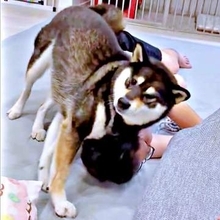 黒柴がパパの頭に体を押し付けゴシゴシ…　真剣な表情に反響「愛情たっぷり」「幸せすぎる」