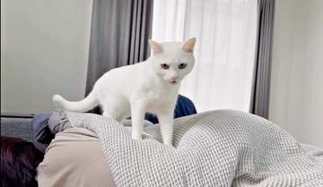 「ママはどこ？」布団の上で愛猫がキョロキョロ…飼い主「君の下。踏んでますよ」　SNSでは探し方がかわいすぎると大反響