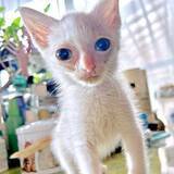 「「1週間で死ぬかも…」宣告された子猫が無事1歳に！ 真夏に玄関前で倒れていた命、劇的な成長ぶりに祝福の声続々「おめでとう、頑張ったね」」の画像1