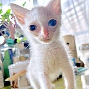 「1週間で死ぬかも…」宣告された子猫が無事1歳に！ 真夏に玄関前で倒れていた命、劇的な成長ぶりに祝福の声続々「おめでとう、頑張ったね」