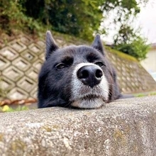 「帰ろう」は禁句……縁石にあごをのせて動かない柴犬　声をかけるとムキッ！「犬だって黄昏れたいのさ」「嫌やし帰らんし」