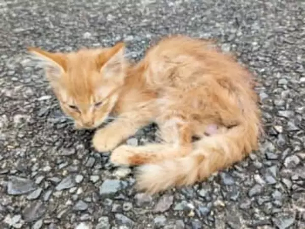 路上でガリガリにやせ細った子猫、ノミのフンで真っ黒→緊急保護、きゅるん瞳のふわもふ猫に