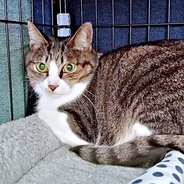 子育てを終えた保護猫は「猫エイズ」だった　譲渡会で「ひとりにしたくない」と決意…1年越しに叶った“奇跡”