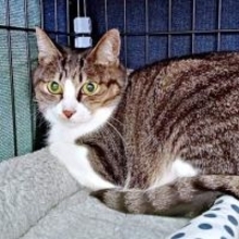 子育てを終えた保護猫は「猫エイズ」だった　譲渡会で「ひとりにしたくない」と決意…1年越しに叶った“奇跡”