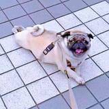 「「これは…何をしてるの？www」散歩中に道端で謎の動きをする犬に通行人も思わず質問「本人は楽しそう」」の画像1