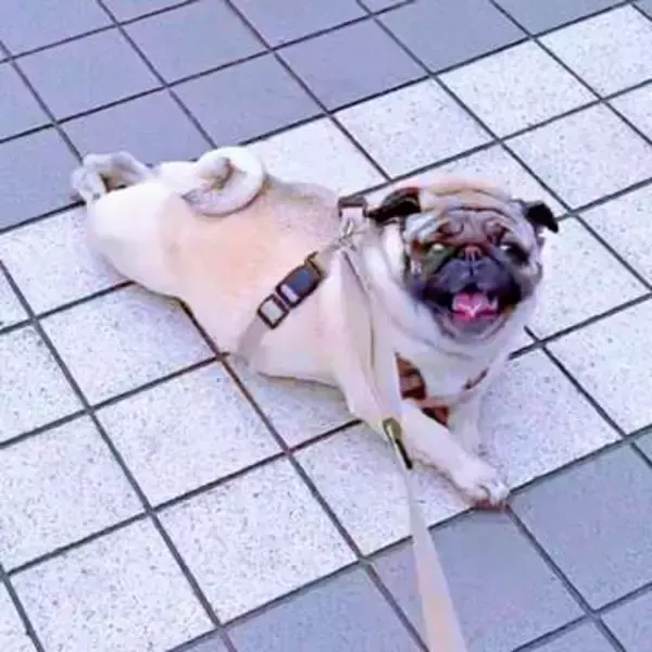 「これは…何をしてるの？www」散歩中に道端で謎の動きをする犬に通行人も思わず質問「本人は楽しそう」