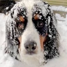 「窓、閉めないでね」雪に埋もれて家に入らない大型犬　家の床は雪まみれに…寒さに耐える飼い主の愛に「がんばれ」応援の声