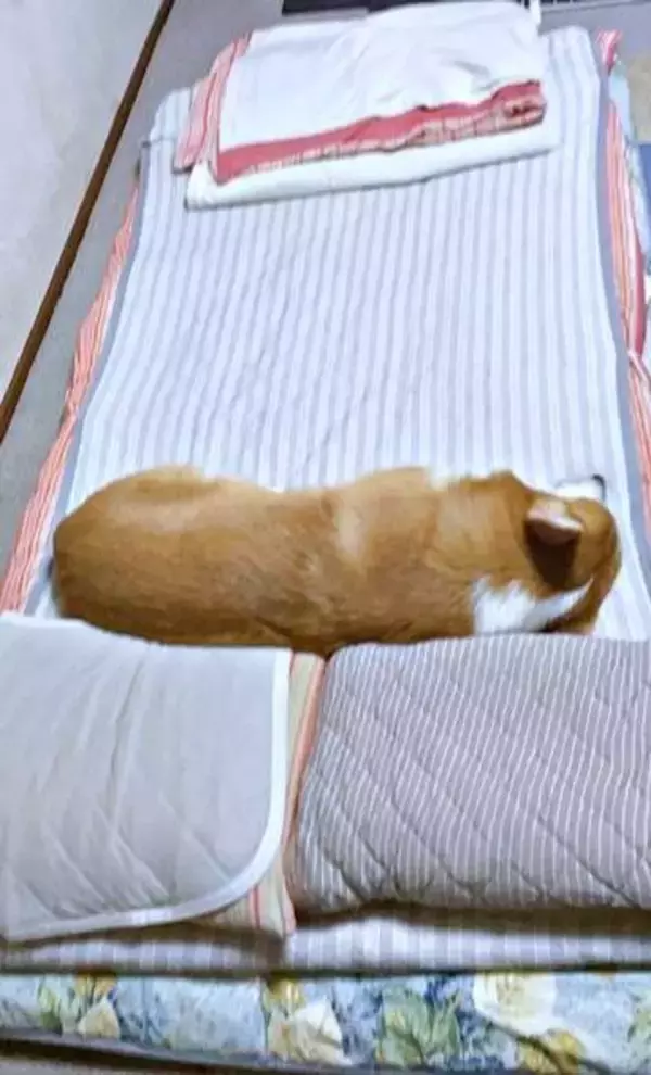 人間用と犬用で枕を2つ用意したのに……わんこに敷き布団を占拠された　なぜ！？「うちもコレ！」「寝られませんねw」