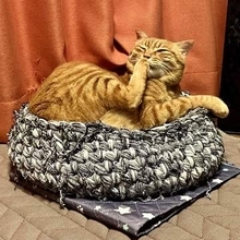 野良の子猫を保護した翌日、母猫シロは姿を消した　託された日から続く幸せの12年間　「私たち夫婦にバトンをつないでくれてありがとう」
